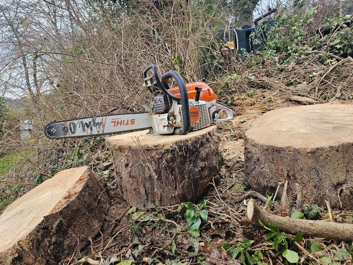 Large Ash Tree Dismantle