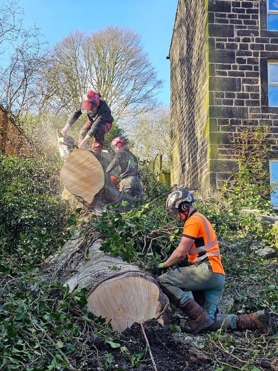 Tree Felling