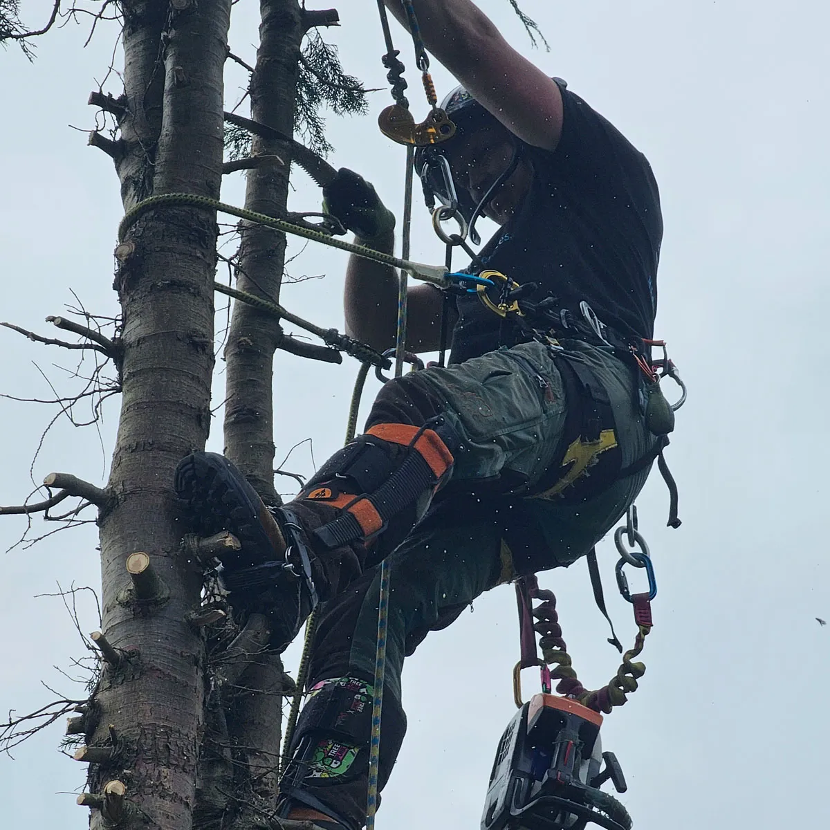 Mature Oak Crown Lifting